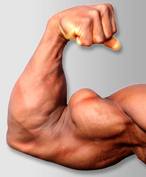 biceps, muscle, biceps curl, biceps muscle, biceps exercises