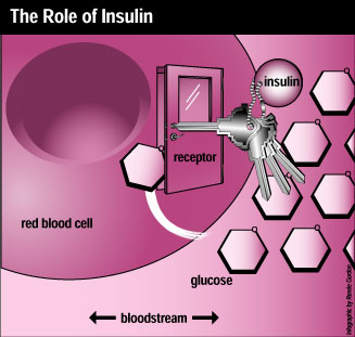 insulin (1) insulin, blood sugar, insulin function, insulin diagram
