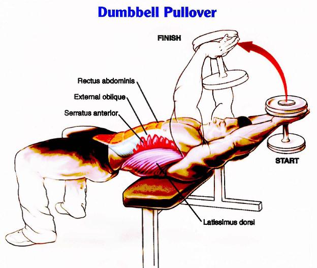 Dumbbell Pullovers dumbbell pullovers, best exercises, best ab exercises, best shoulder exercises, best chest exercises, best arm exercises, best abdominal exercises, fitness, best stomach exercises, best bicep exercises, best biceps exercises
