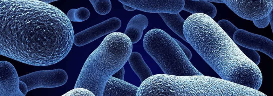 [Review] Dumbing Down The Mind-Numbing World Of Probiotics; The Complete Probiotic Buyer’s Guide