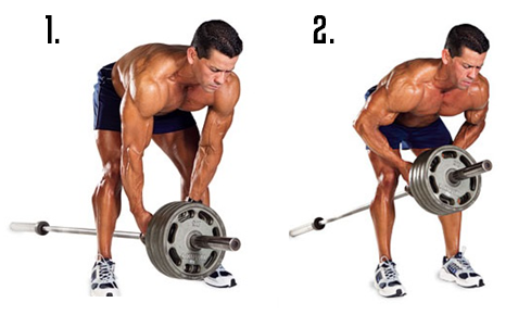 T Bar Rows T Bar Rows, back exercises, best back exercises, best back exercises to build muscle, best lat exercises, best teres exercises, best rhomboid exercises, best trap exercises, best trapezius exercises, best lower back exercise, erector spinae exercises, teres exercises, rhomboids, rhomboid exercises, lat exercises
