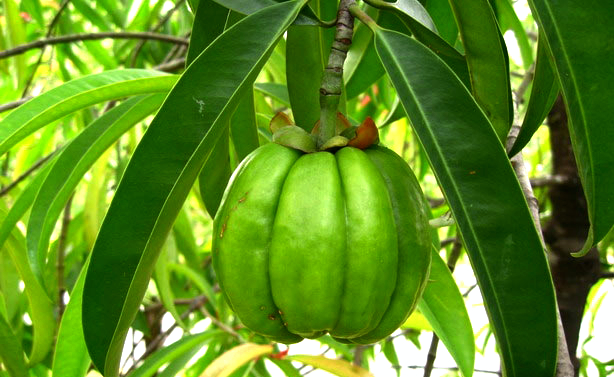 What is Garcinia Cambogia? what is garcinia cambogia, garcinia cambogia, garcinia cambogia side effects, garcinia cambogia for weight loss, garcinia cambogia extract, where to buy garcinia cambogia, garcinia cambogia reviews, garcinia, cambogia garcinia, Hydroxycitric Acid
