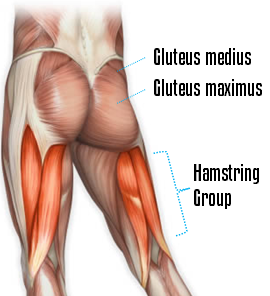 hip thrust, pelvic thrust, glute bridge, weighted glute bridge, weighted hip thrust, weighted pelvic thrust, hip thrust exercise, glute bridge exercise, pelvic thrust exercise