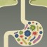 Could Your Gut Microbiome Be The Cause Of Your Weight Gain?