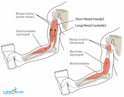 BicepsAnatomy