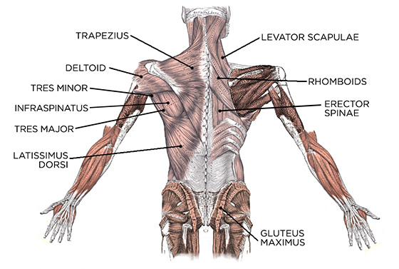 build-a-better-back-balanced-back-workout-and-training-guide_a
